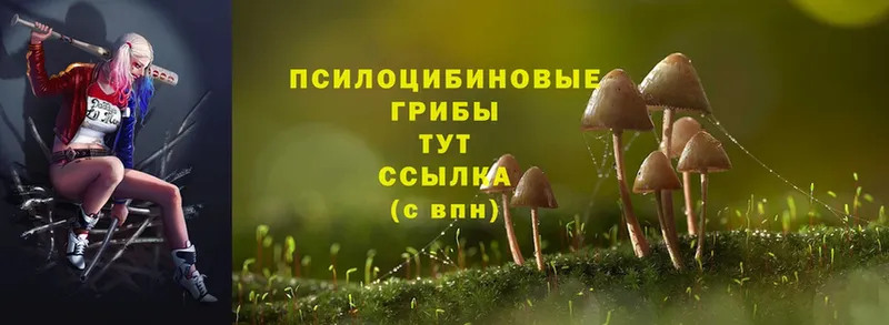 Галлюциногенные грибы Magic Shrooms  как найти наркотики  маркетплейс официальный сайт  Кизилюрт 